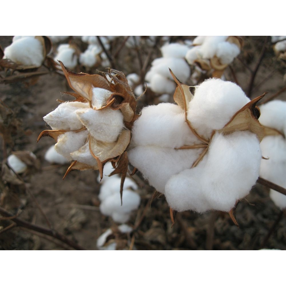  Organic Cotton (  Z53297)