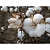  9:  Organic Cotton (  Z53297)